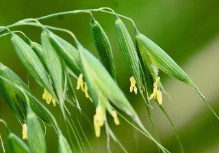 Avena sativa