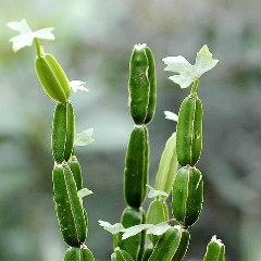 Cissus Quadrangularis