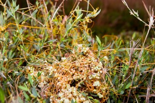 Cuscuta seed