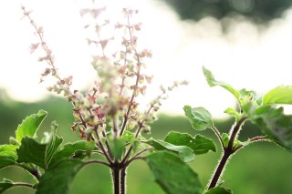 Holy basil