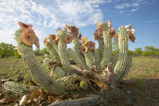 Hoodia gordonii