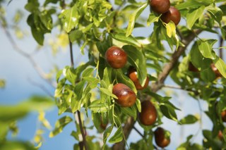 Jujube fruit