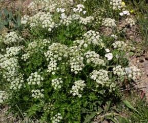 Ligusticum rhizome