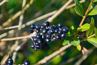 Ligustrum fruit