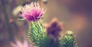 Milk thistle