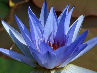 Nelumbo nucifera