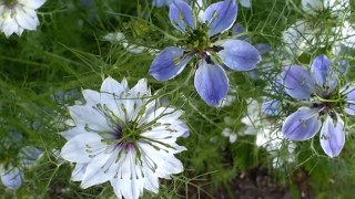 Nigella sativa