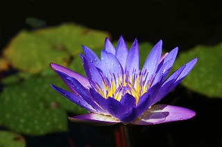 Nymphaea caerulea