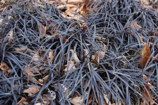 Ophiopogon