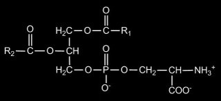 Phosphatidylserine