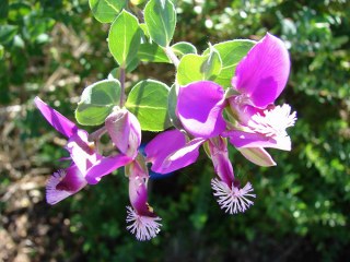 Polygala