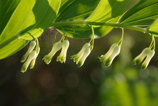 Polygonatum sibericum