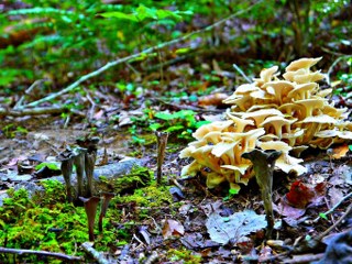 Polyporus umbellatus