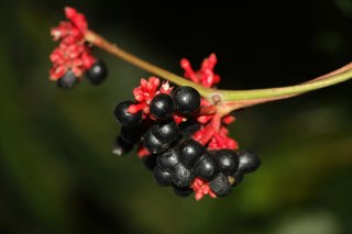 Rauwolfia Serpentina