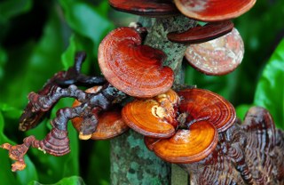 Reishi