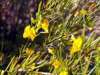 Rooibos