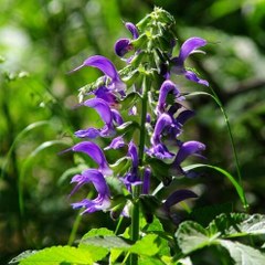 Salvia miltiorrhiza