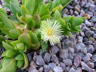 Sceletium tortuosum