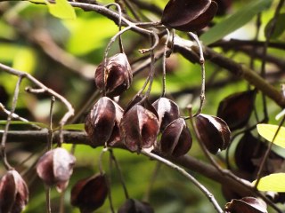 Terminalia arjuna