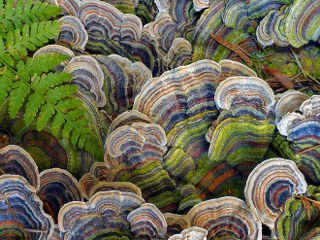 Turkey Tail