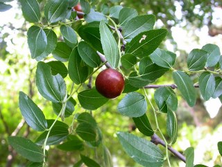 Ziziphus spinoza