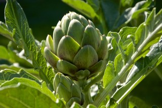 Artichoke leaf