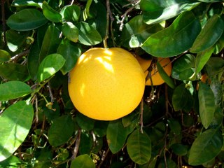 giant Grapefruit