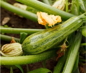 Cucurbita pepo FRUIT