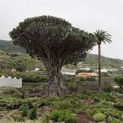 dragons blood tree