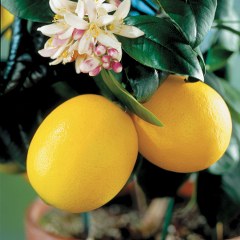 meyer lemons