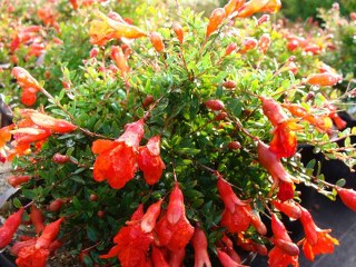 Pomegranate bushells