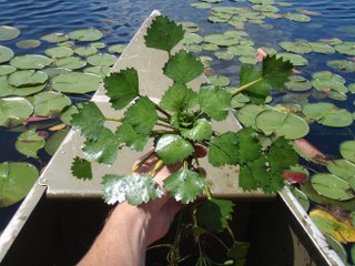 Water chestnut