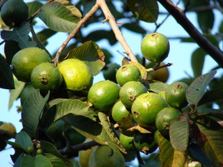 guajava 