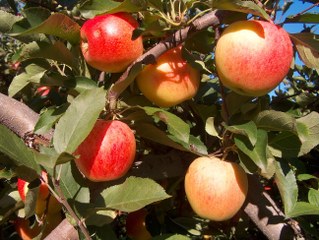 apples in bunches tree