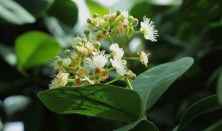 Allspice (Pimenta dioica) 