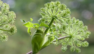 Angelica (Angelica archangelica) 