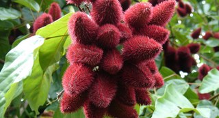 Annatto ( ) 