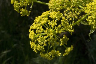 Asafoetida (Ferula assafoetida)