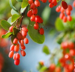 Barberry (Berberis vulgaris and other Berberis spp.) 