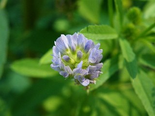 Blue fenugreek, blue melilot (Trigonella caerulea) 