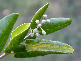 Boldo (Peumus boldus) 