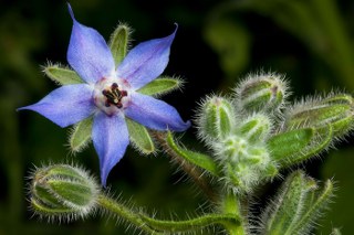 Borage (Borago officinalis) 