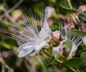 Caper (Capparis spinosa) 