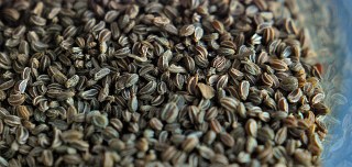 Celery seed (Apium graveolens) 