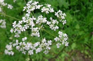 Chervil (Anthriscus cerefolium) 