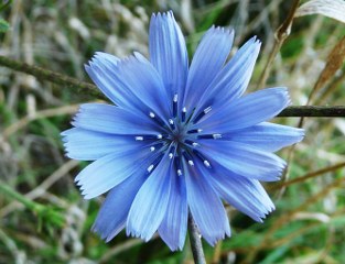 Chicory (Cichorium intybus) 