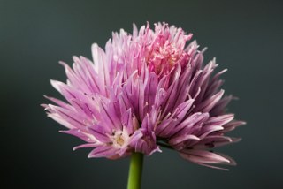 Chives (Allium schoenoprasum) 