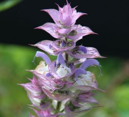 Clary, Clary sage (Salvia sclarea) 