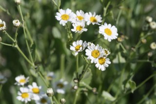 Costmary (Tanacetum balsamita) 