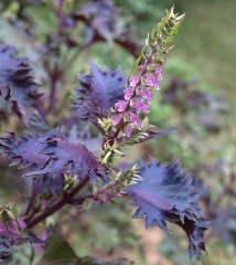 Deulkkae (Perilla frutescens seeds) 